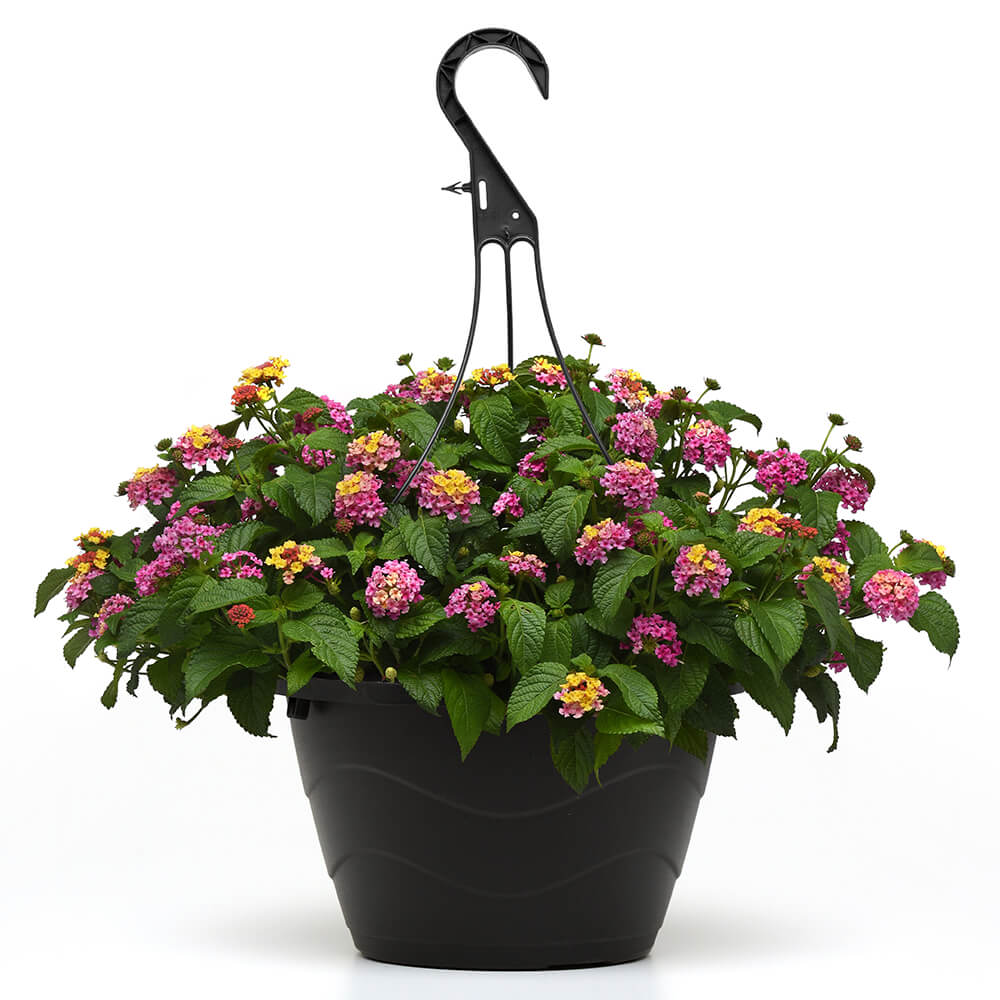 multi coloured flowers in a basket