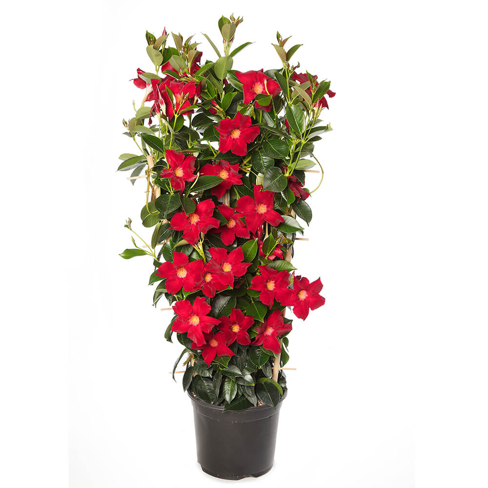 climbing plant with red flowers