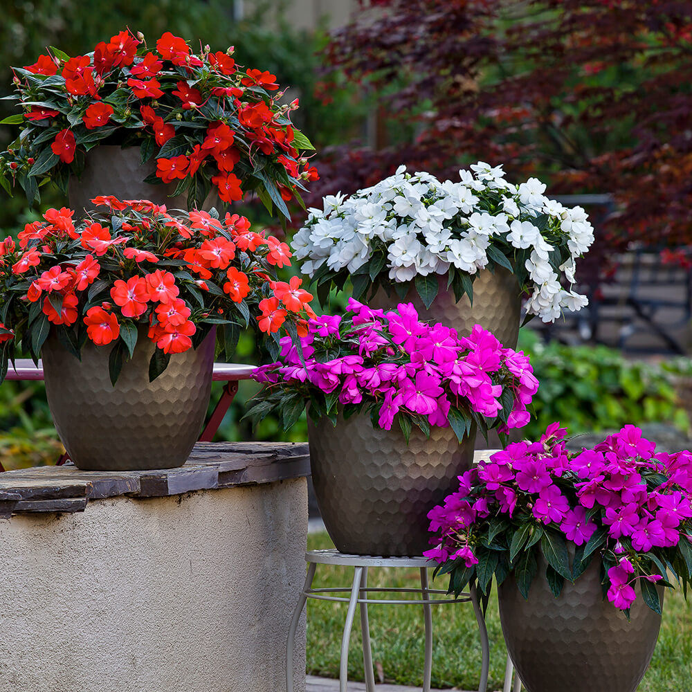 red and purple flowers in pots