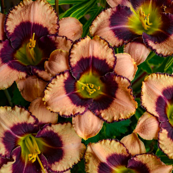 triangle shaped flower with purple circle