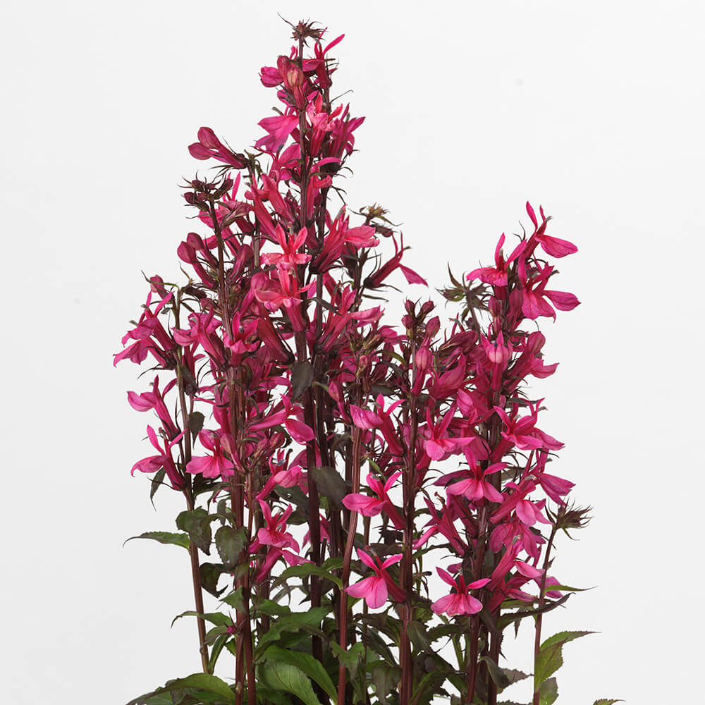 tall plant with purple flowers