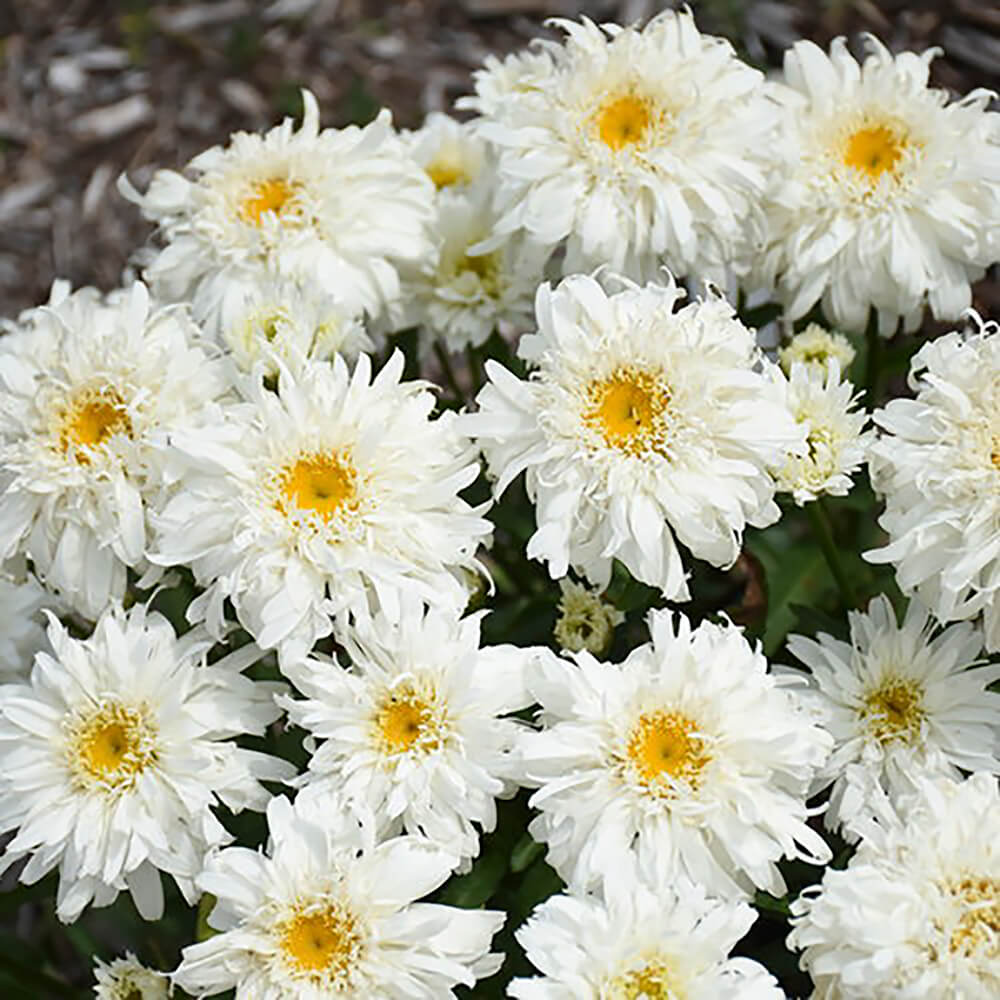 white flower with yellow centre