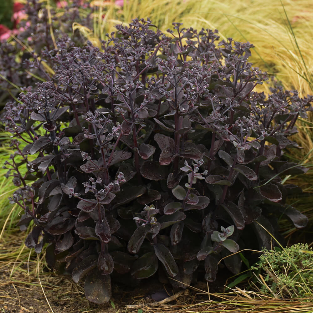 black stemmed and leaved plant