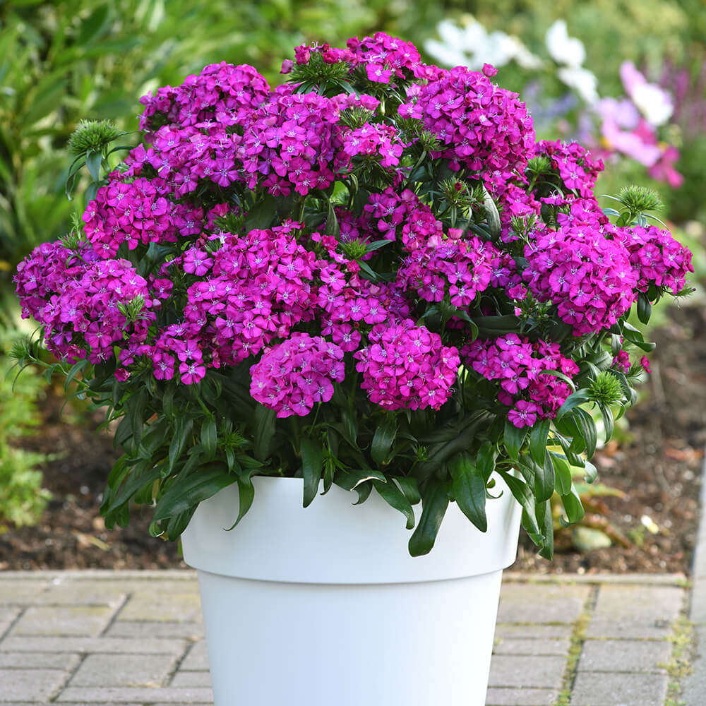 vibrant purple flowers