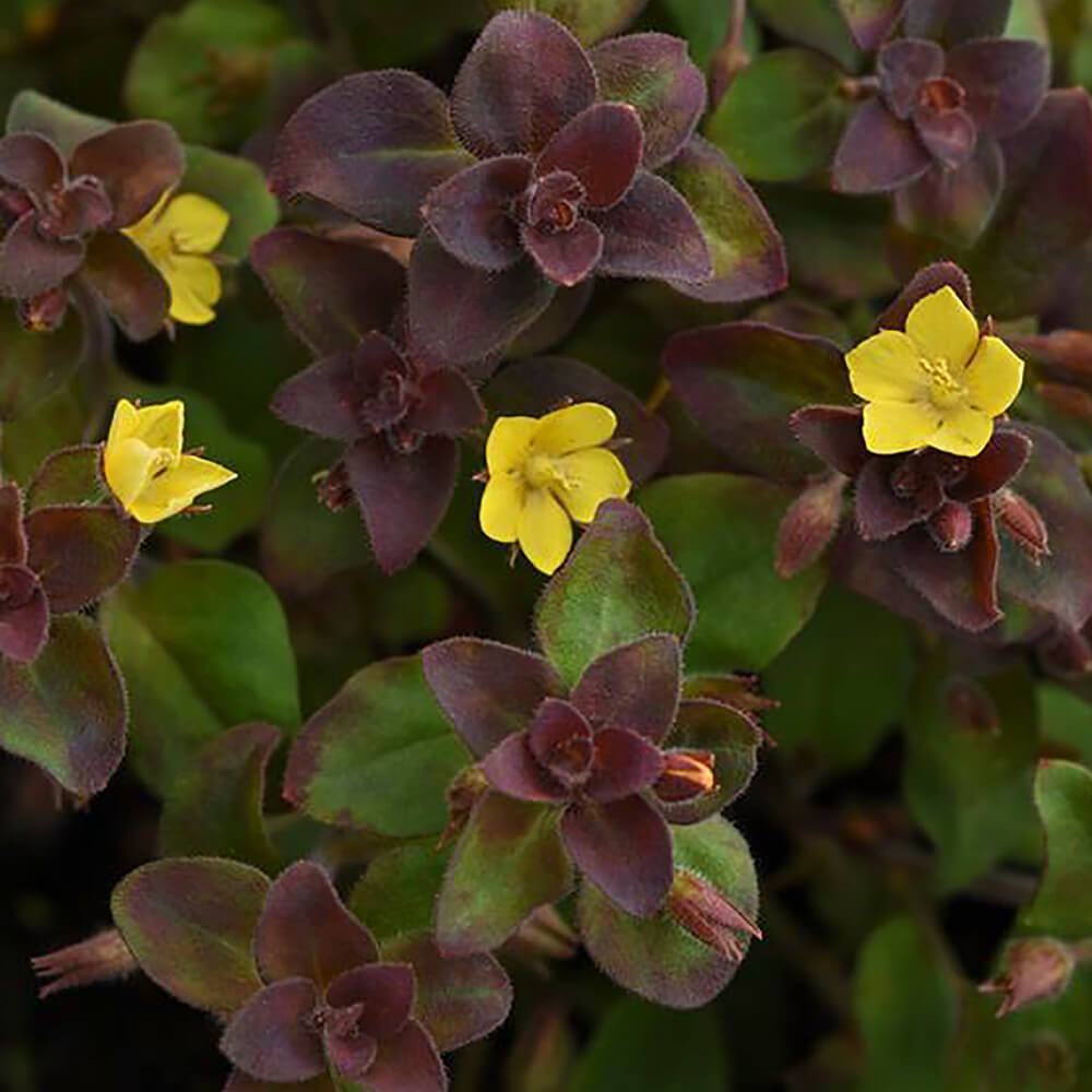 small yellow flowers with dark green foliage