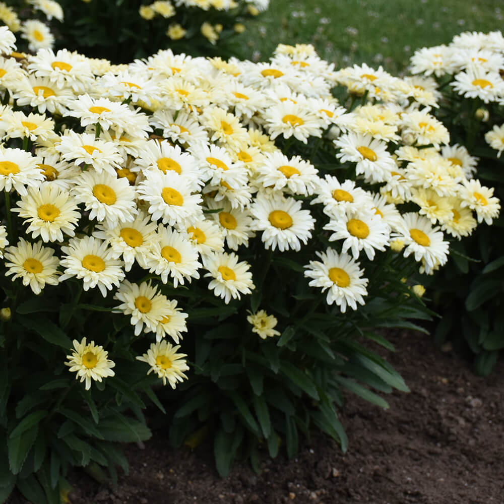 yellowish daisies