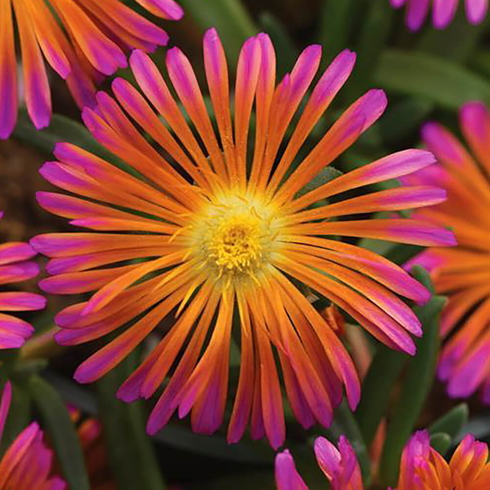 yellow orange and purple flower