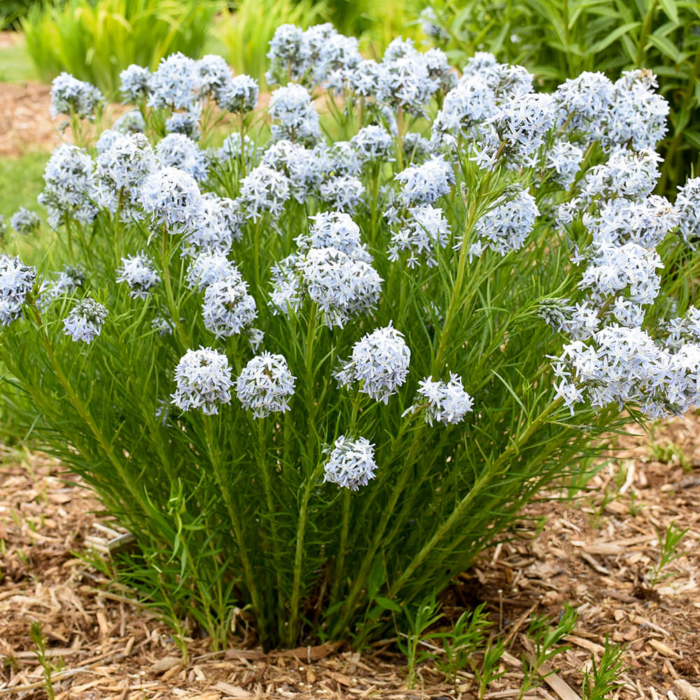 small flowering plant