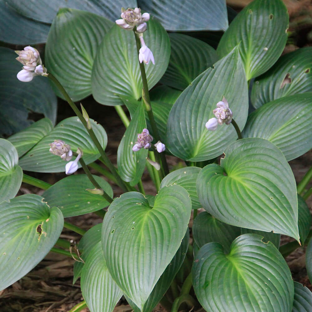 green hosta