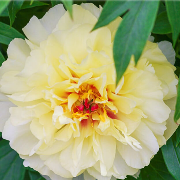 white-yellowish large flower