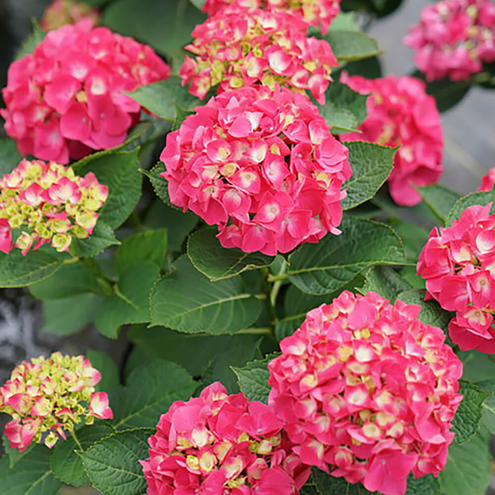 pink and yellow flowers