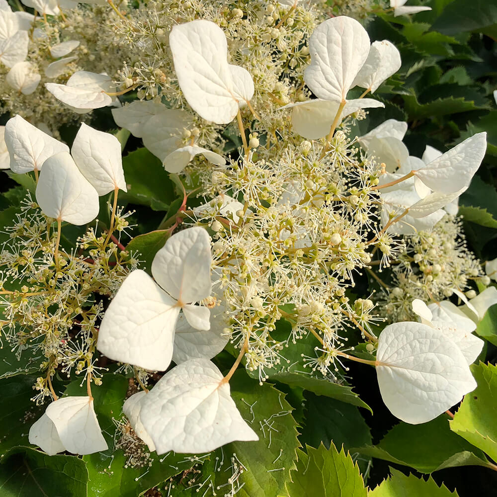 white flowers