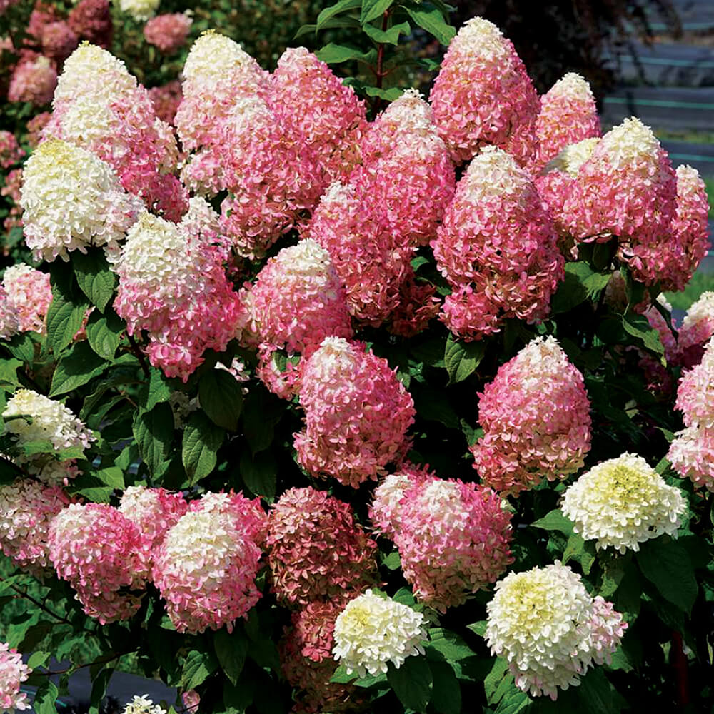 pink to white flower