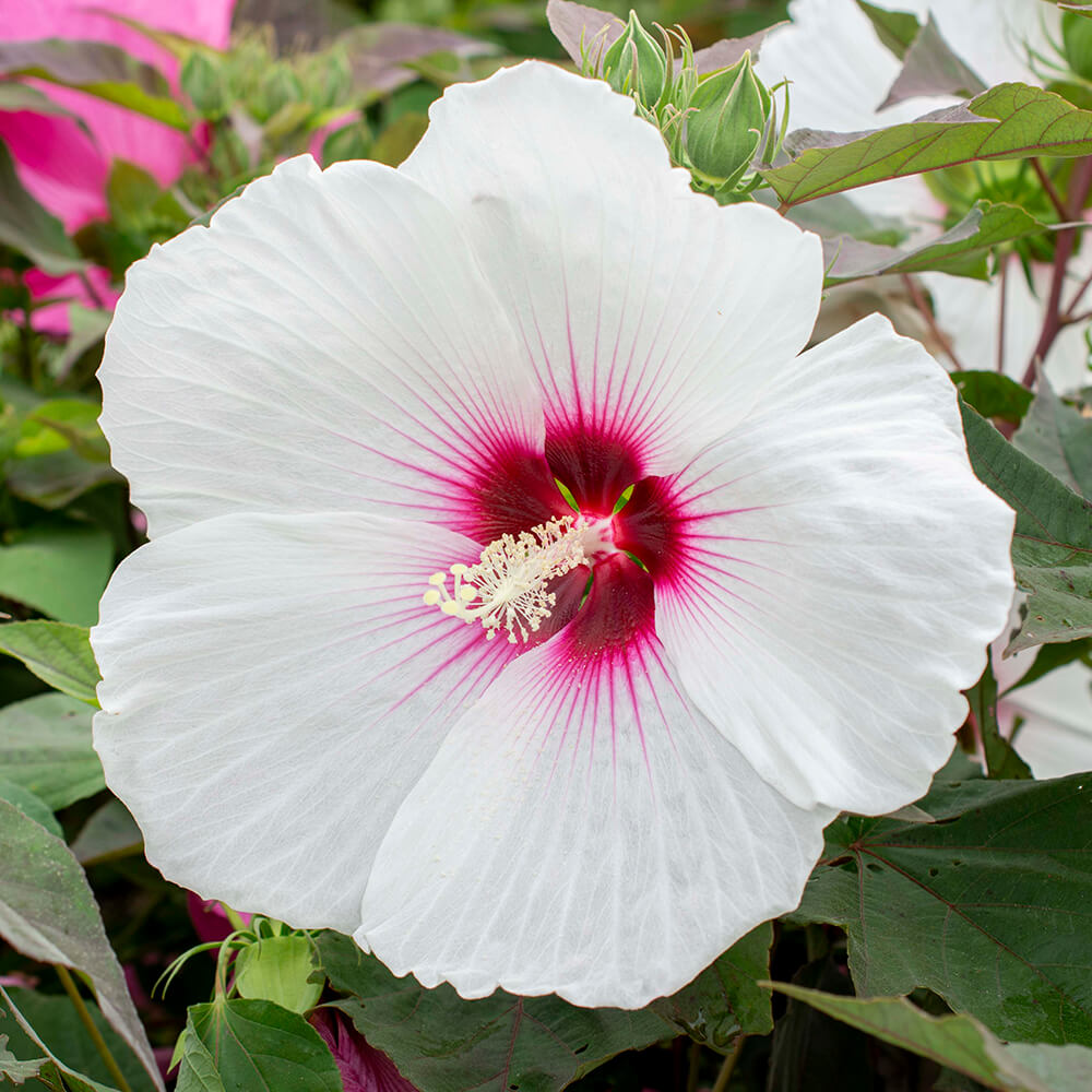 large white flower with pink centre