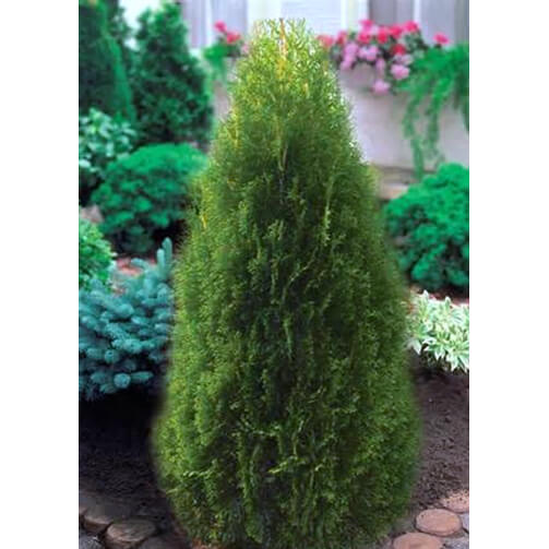 green cedar shrub