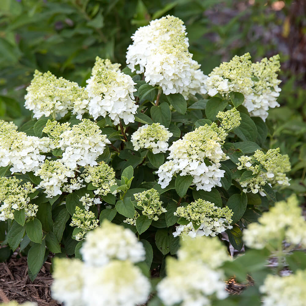 clusters of white flowers
