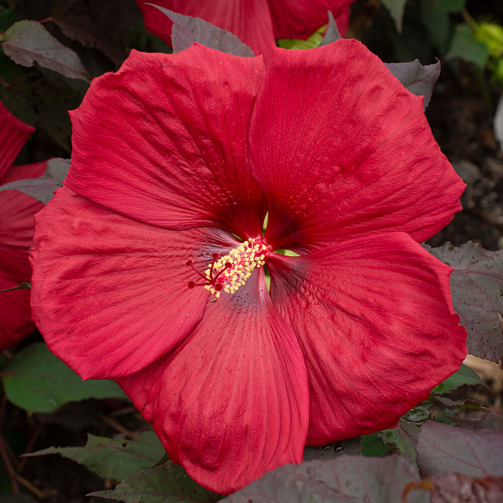 large red flower