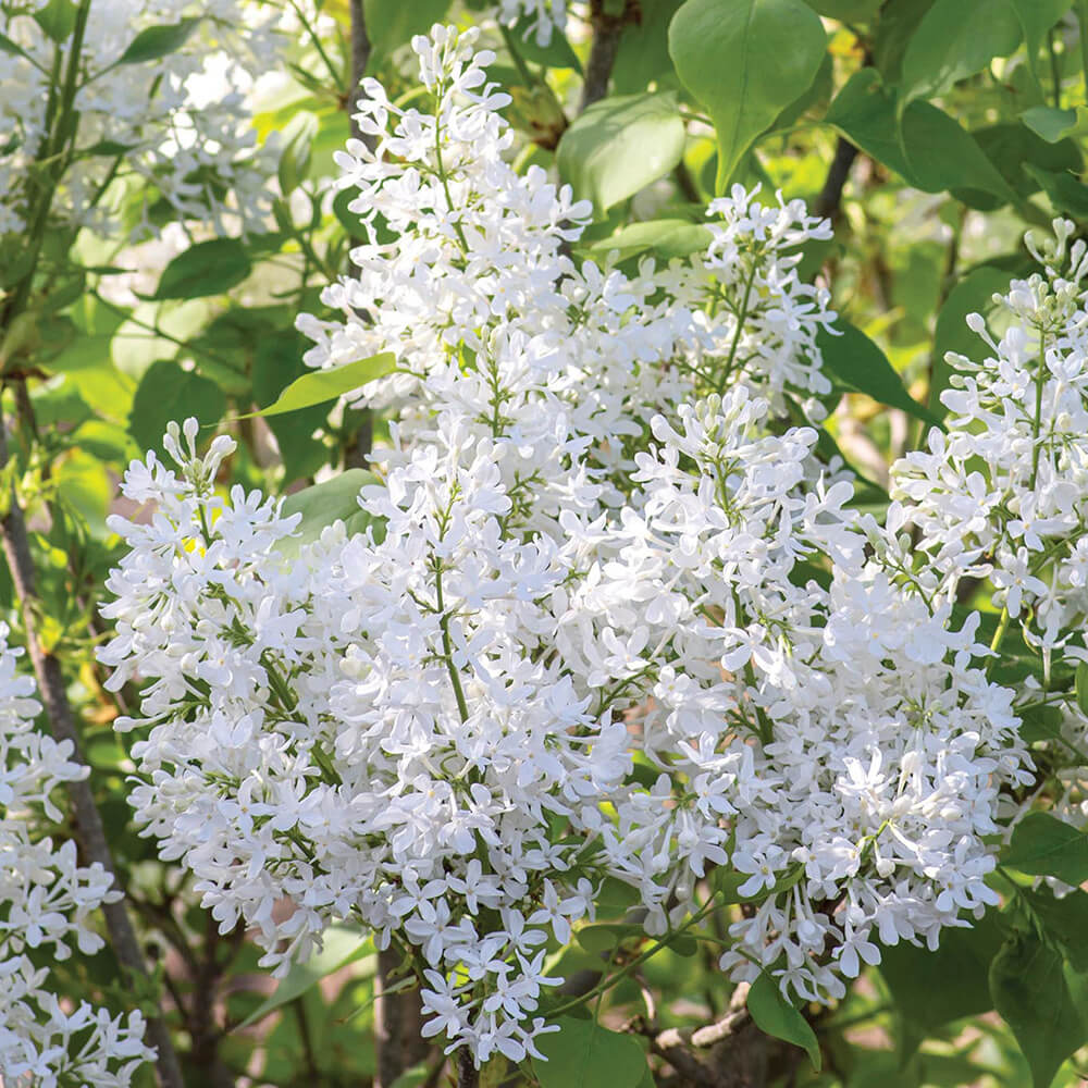 white lilac flowers