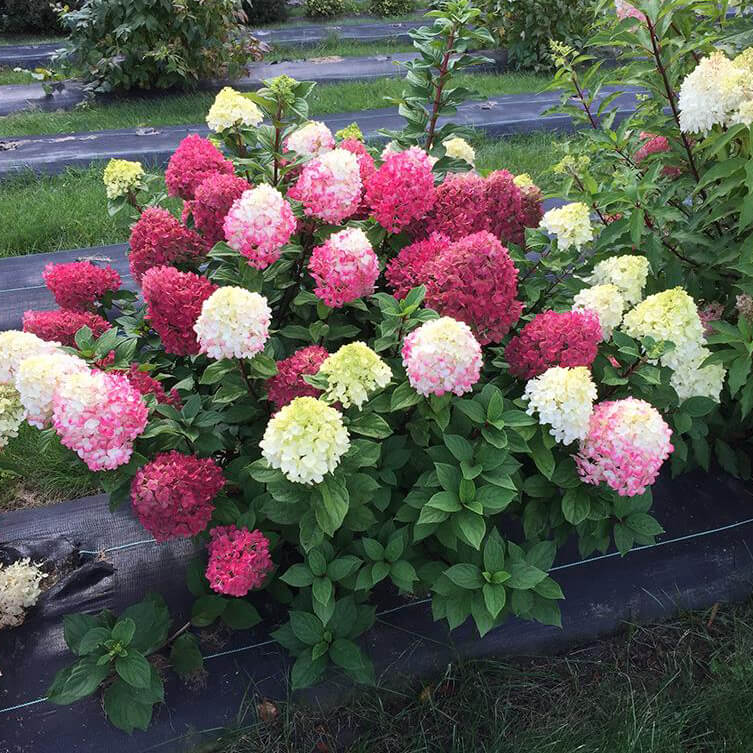large white and pink flower heads