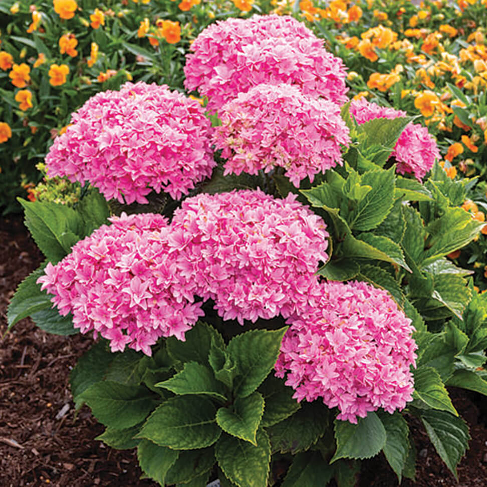vibrant pink flower heads