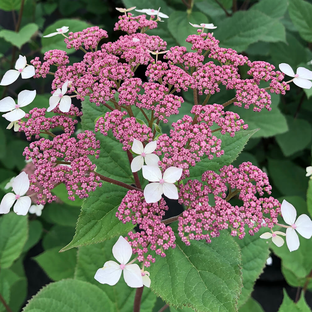 pink and white flowers