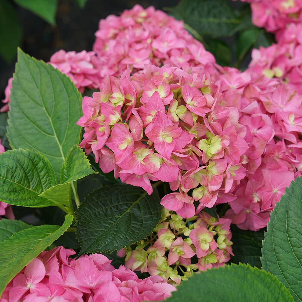 pink and yellow flower heads