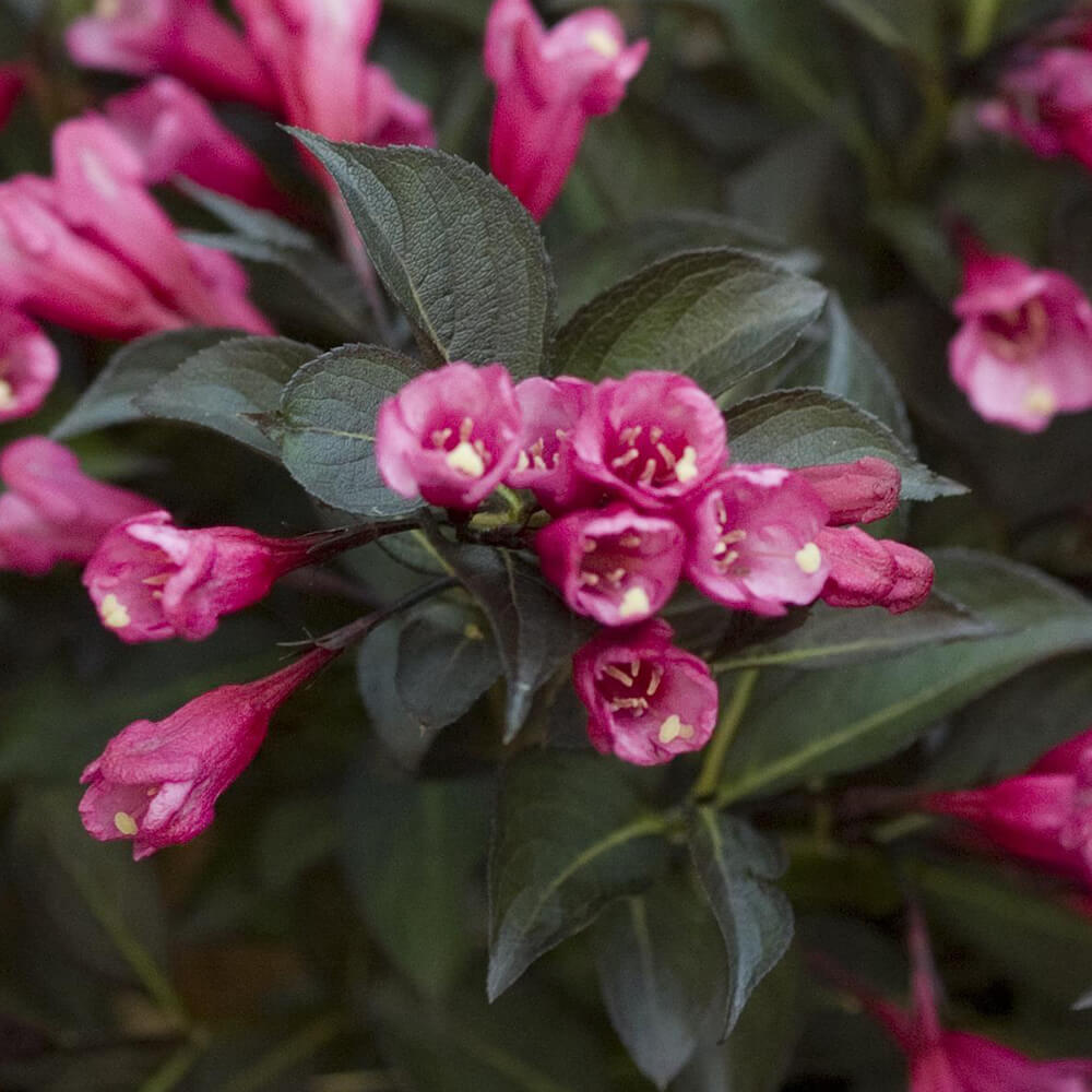 small pink flowers with very dark green leaves