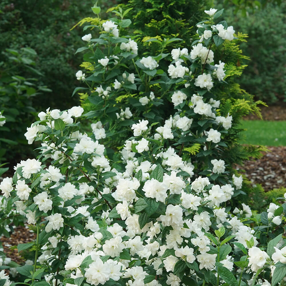 white flowering shrub