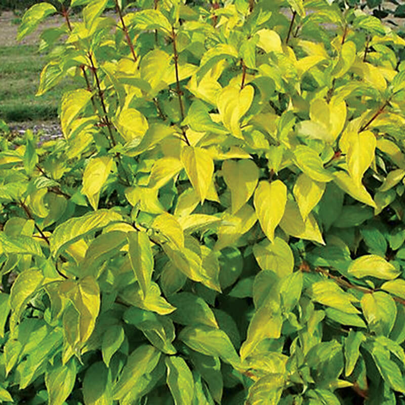 bright yellow leaves