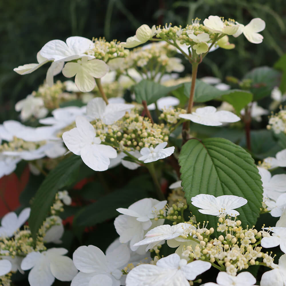 white flowers and green leaves