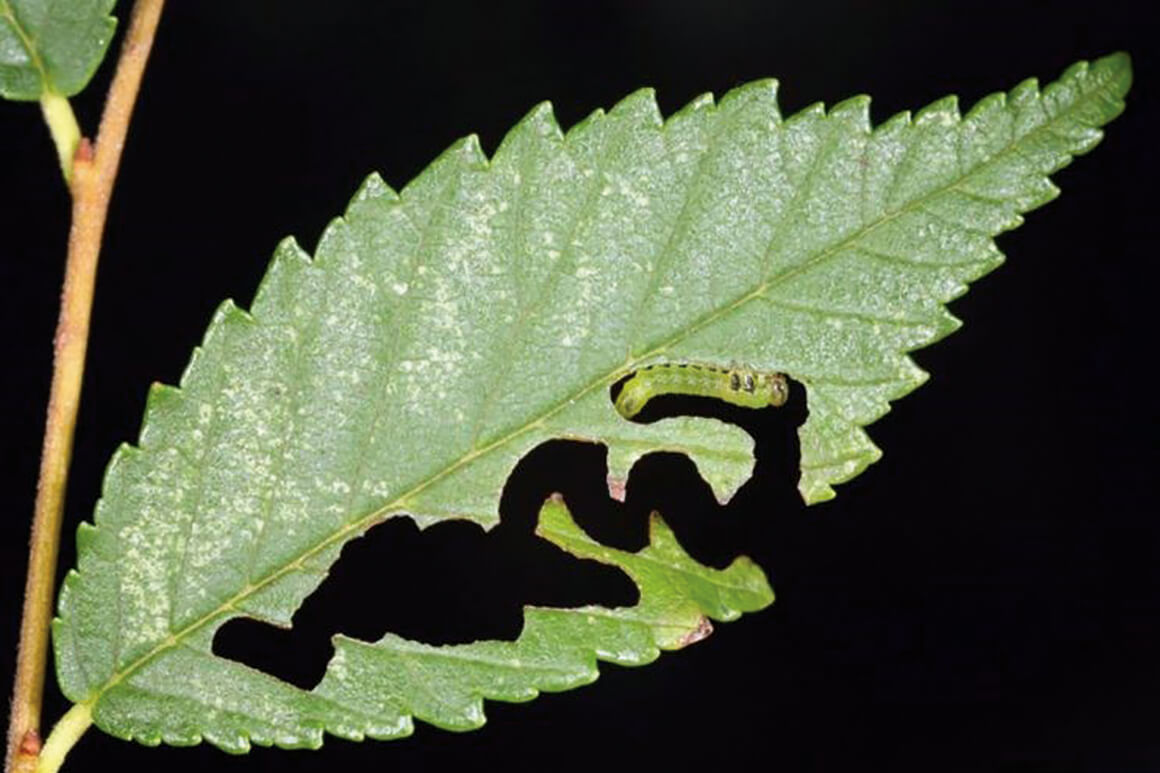 Elm zigzag sawfly-web.jpg