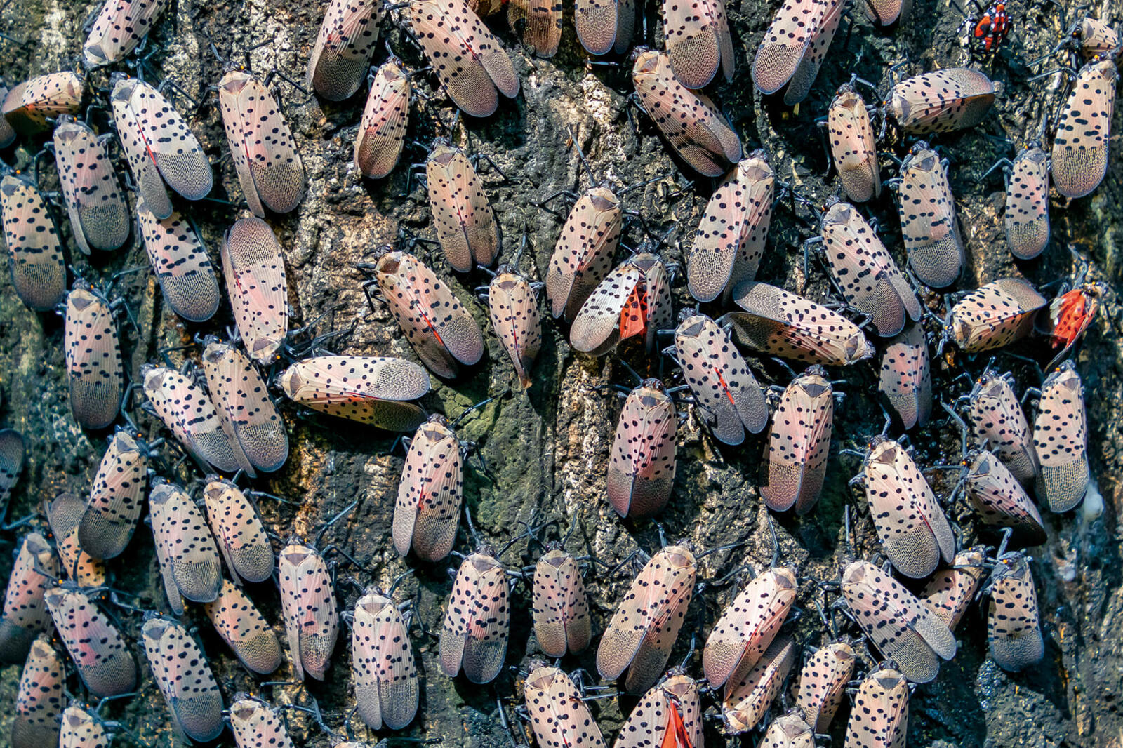 Spotted lanternfly