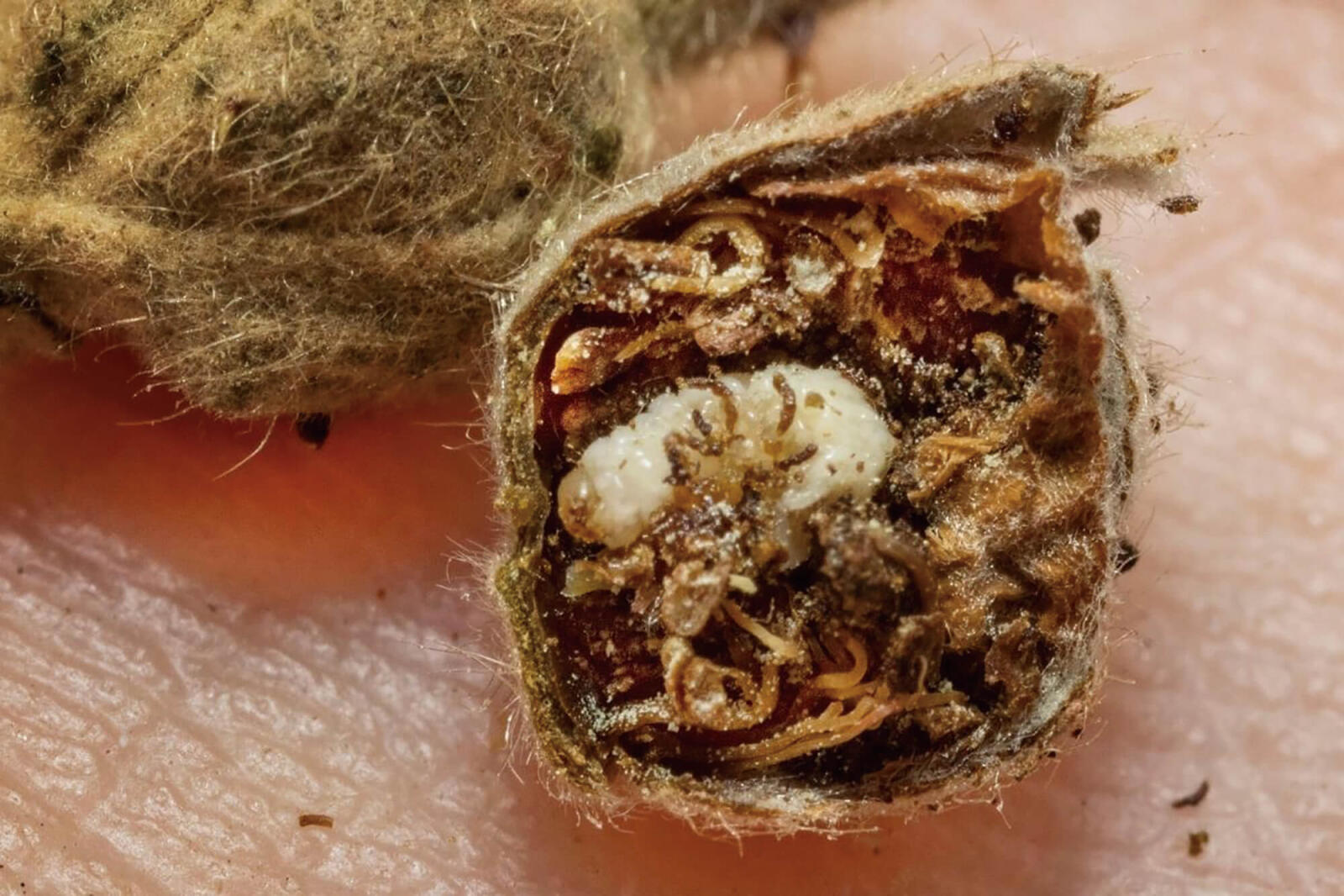 Strawberry blossom weevil