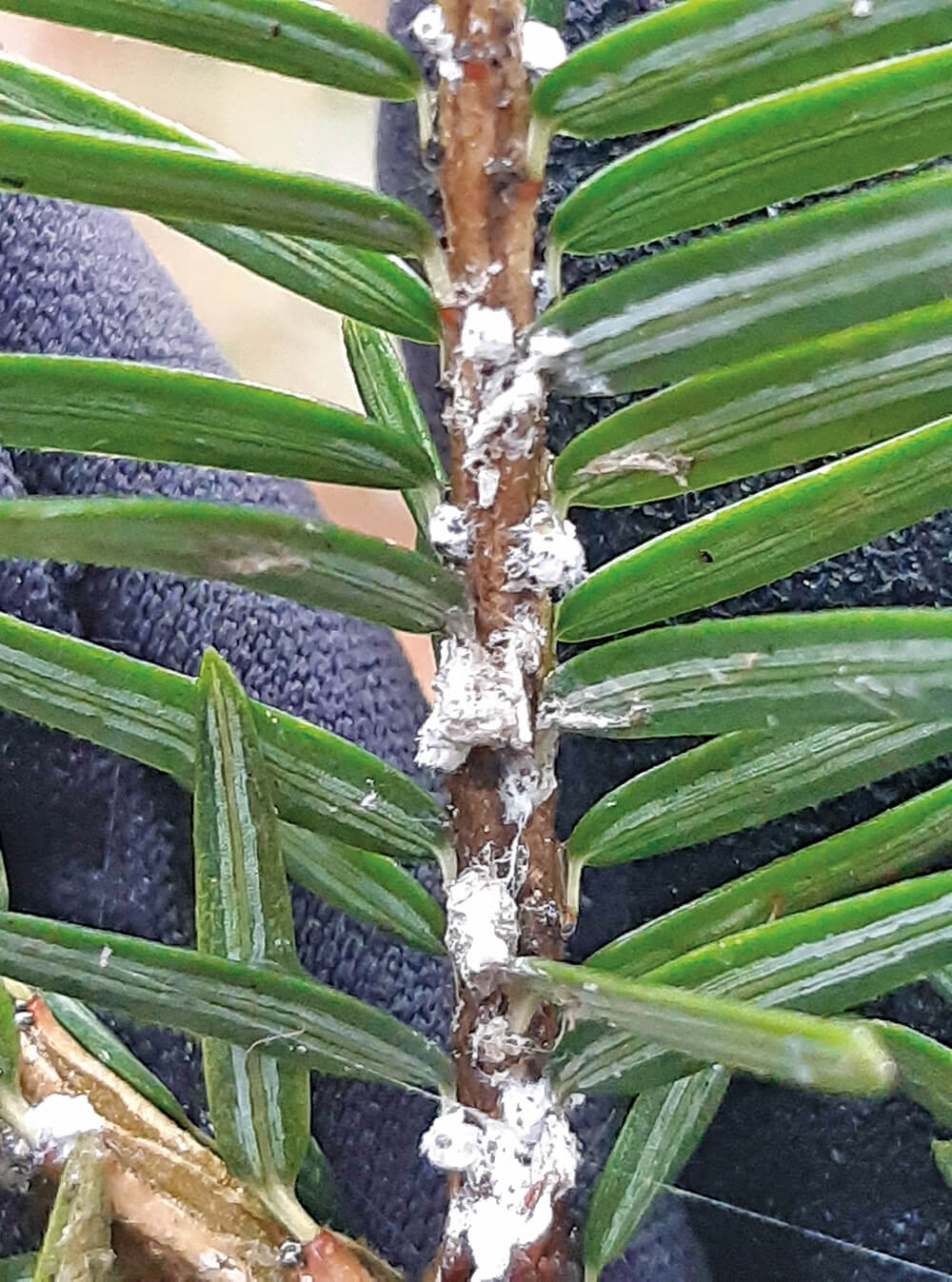 Hemlock woolly adelgid