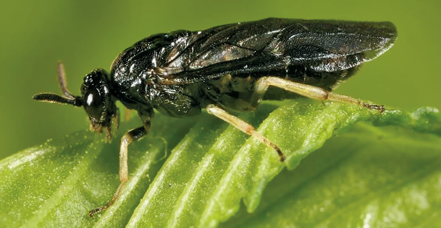 adult Elm zigzag sawfly
