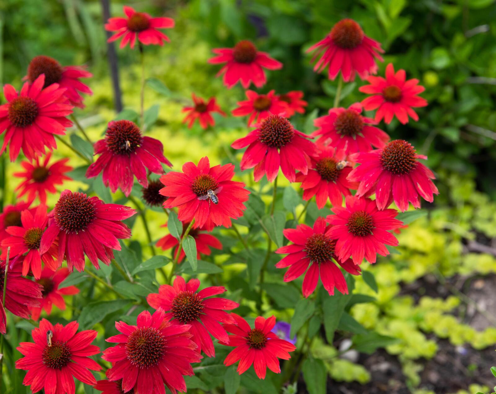 kismet red coneflower