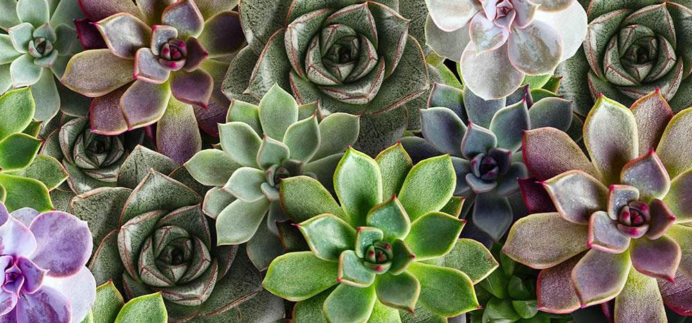 succulents