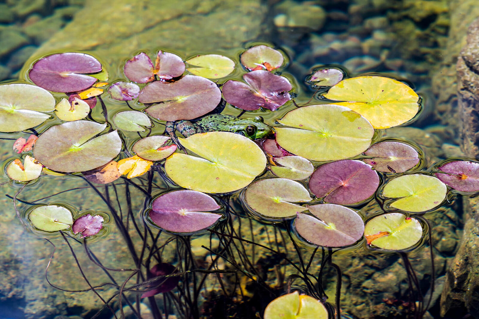 frog on a lily pad