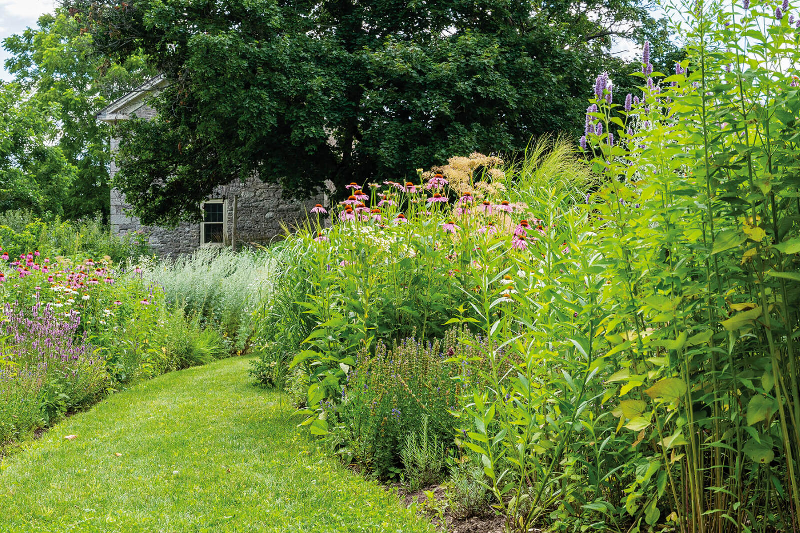 tall grasses and a lawn