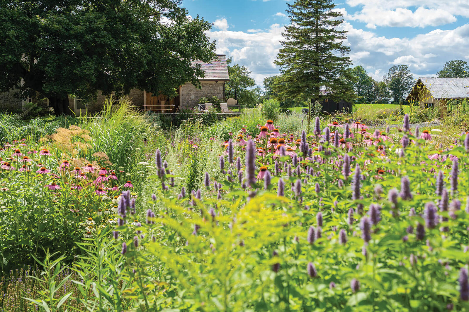 natural meadow garden