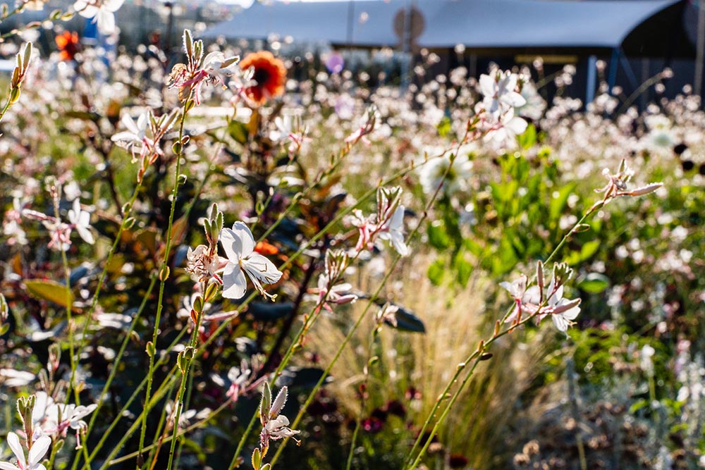 Floriade dahlias and white guara blossoms