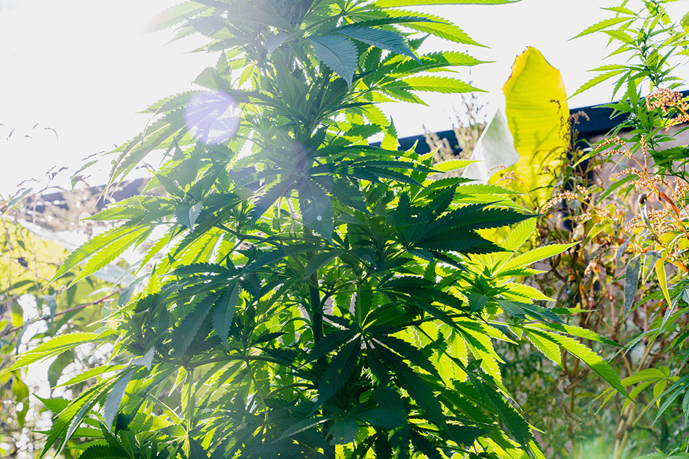 Hemp in voice of urban nature garden
