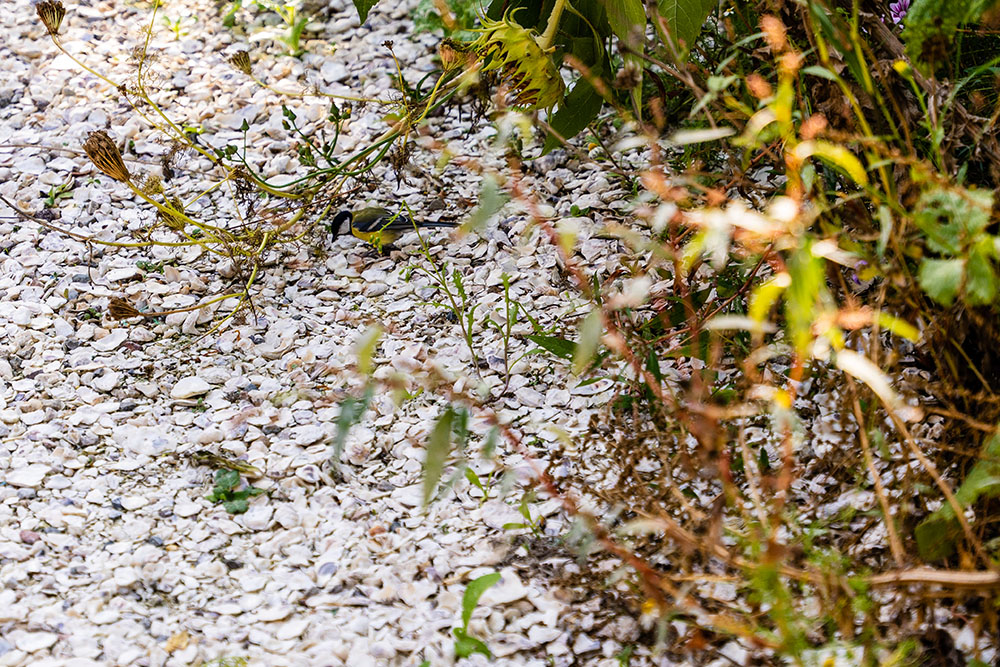 voice of urban nature sea shells