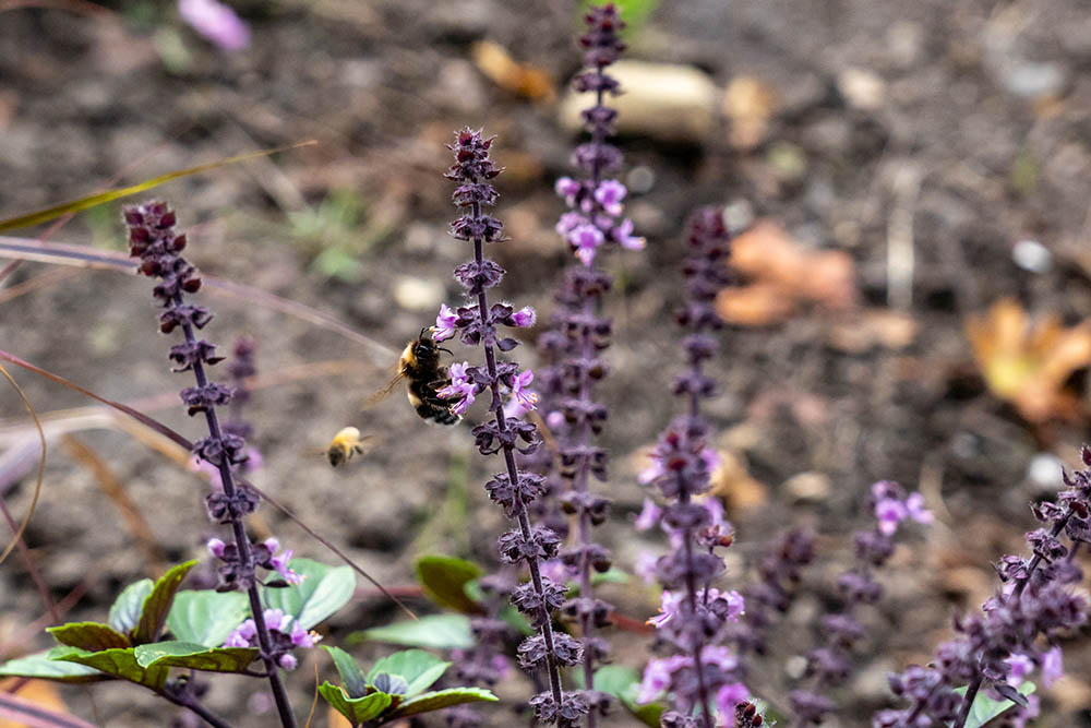white tailed bumblebee