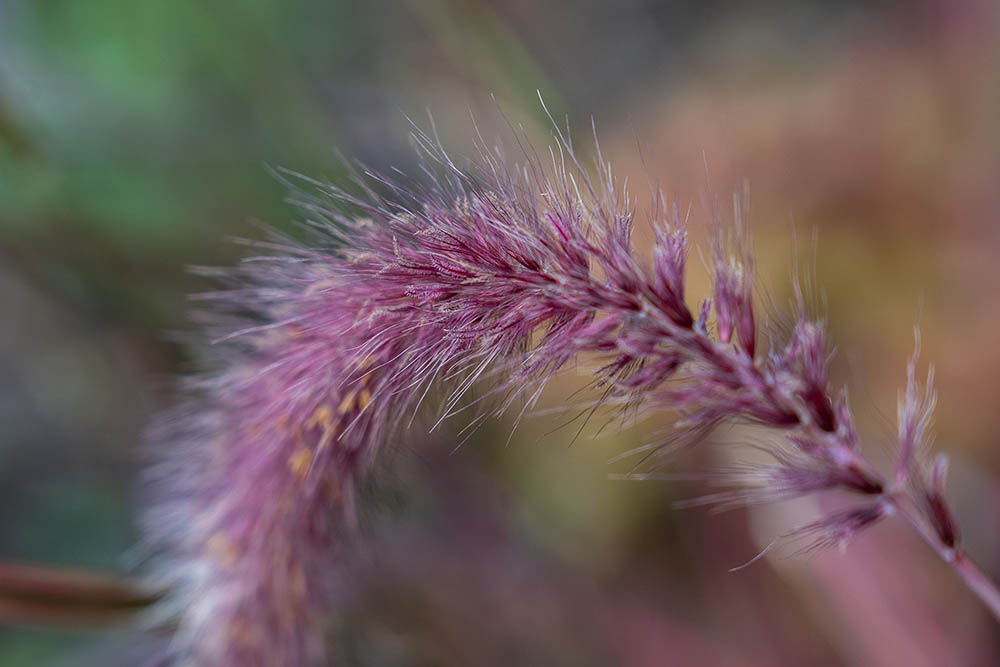 Purple fountain grass 