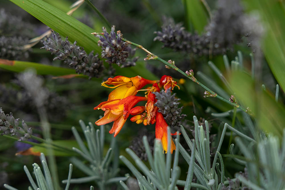 the fiery blossoms of montbretia