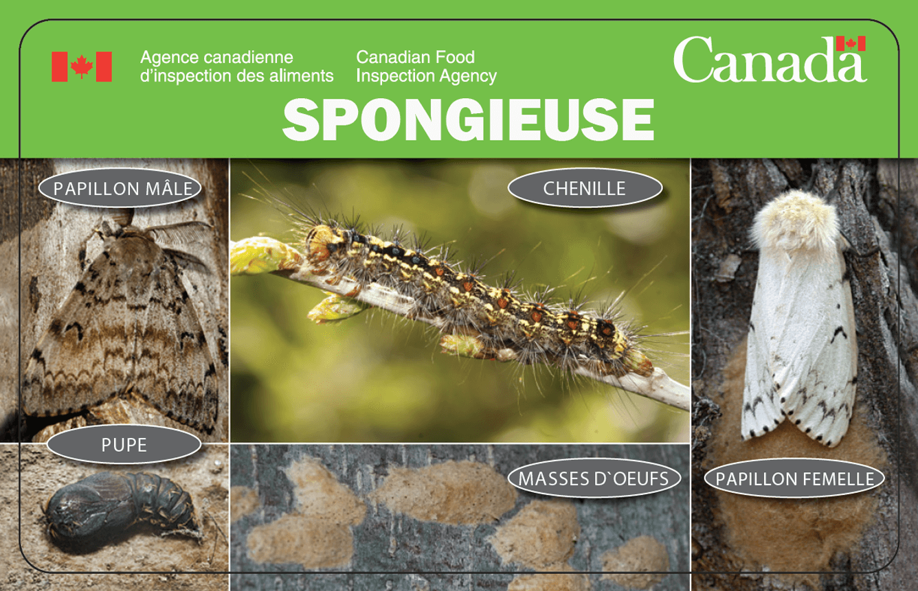 ld moth pest id card