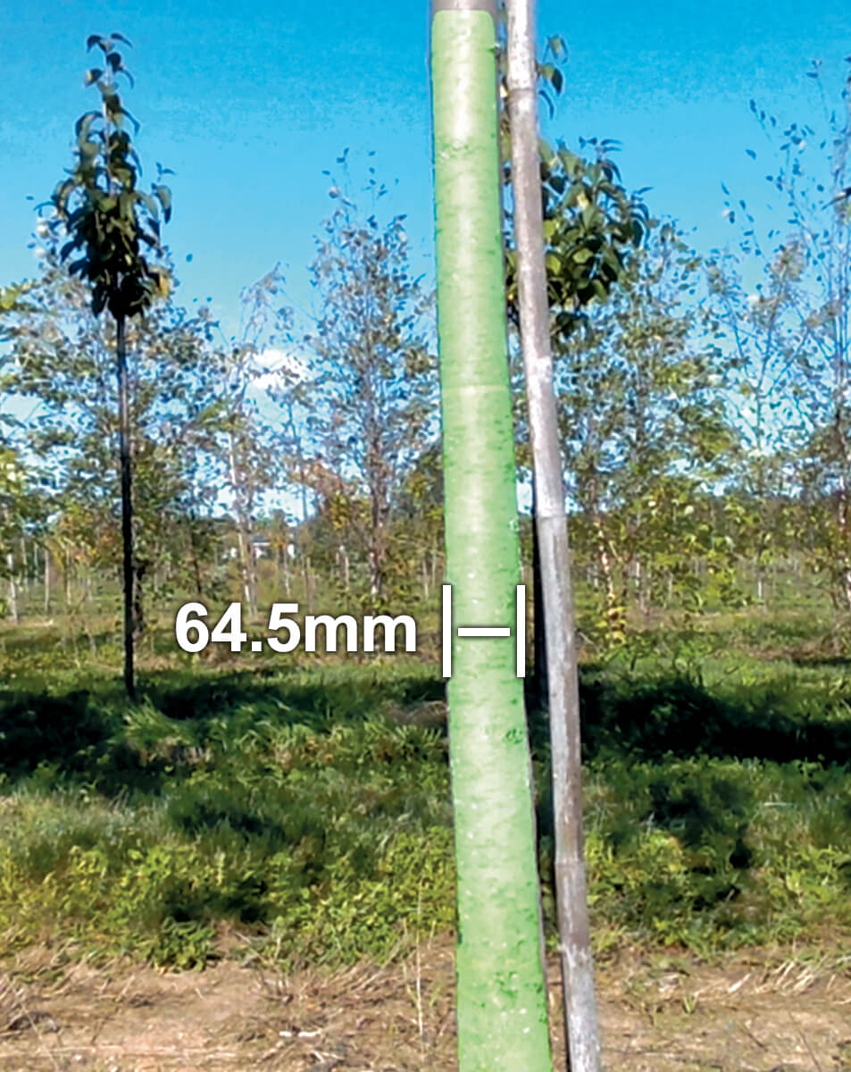measurement noted on a tree