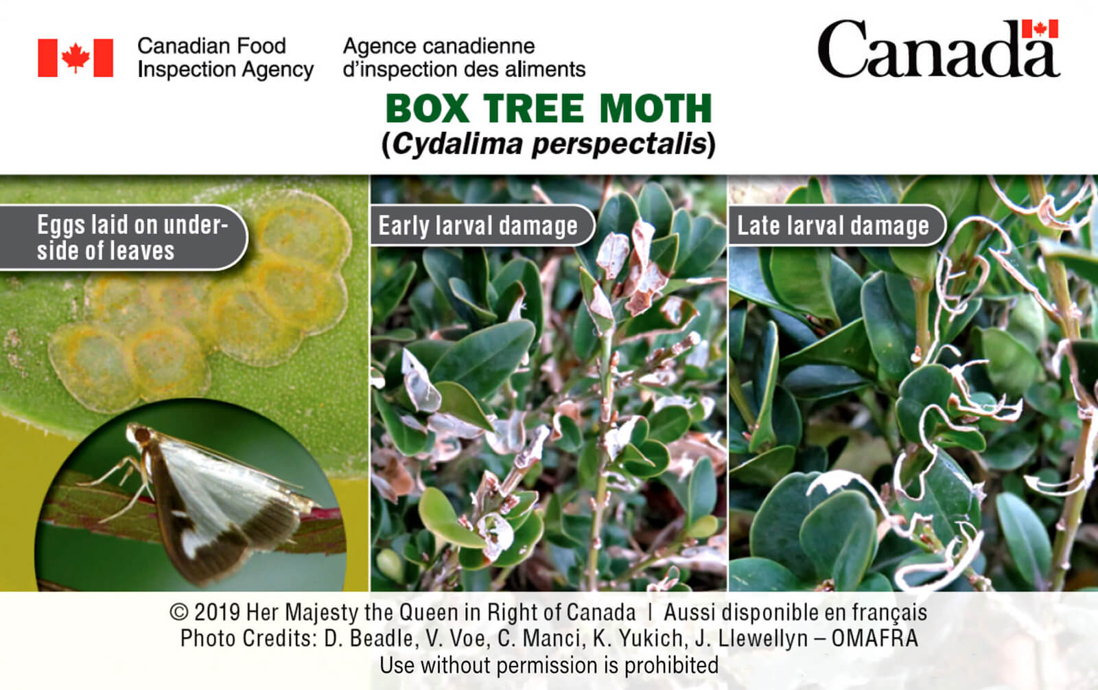 box tree moth eggs laid on leaves, early larval damage on boxwood and late larval damage on boxwood