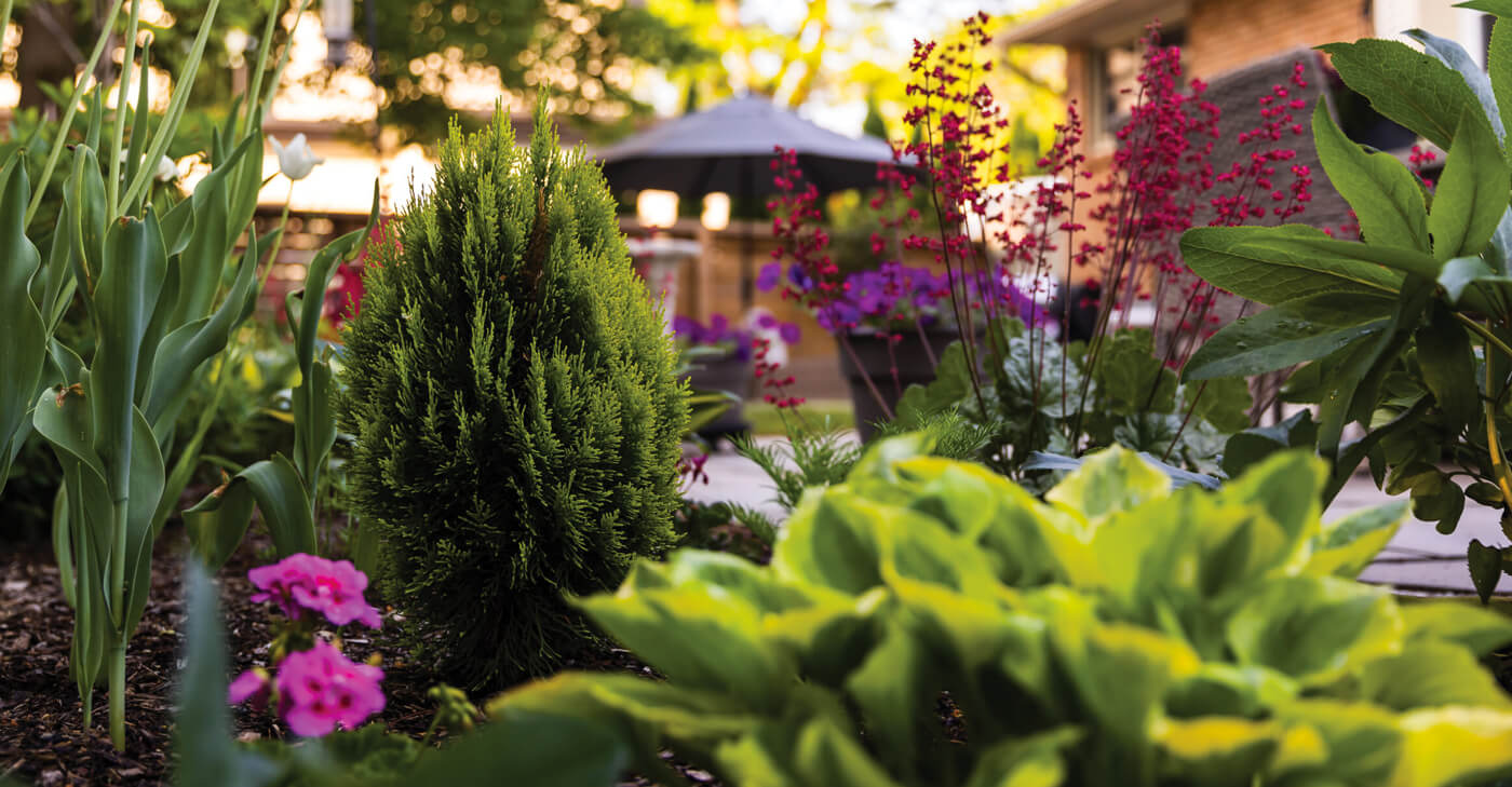 close up of plants in a garden